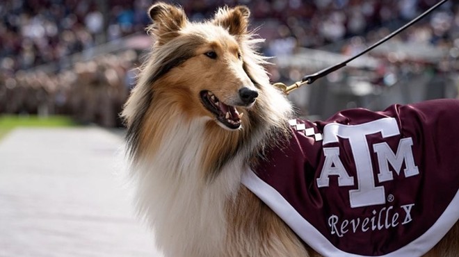 Texas A&M at College Station is known for students and alumni who revere a collie named Reveille and for traditions that date back over 100 years.