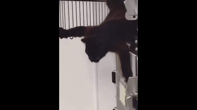 South Texas animal shelter shares clip of clever cat's Mission Impossible-esque escape attempt