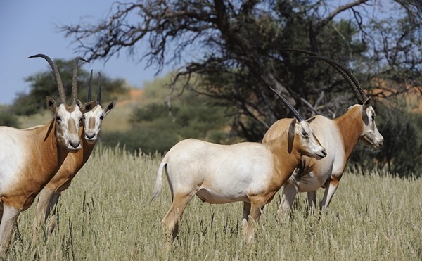 The scimitar-horned oryx is extinct in the wild, although a few thousand exist on private game reserves and zoos around the world.