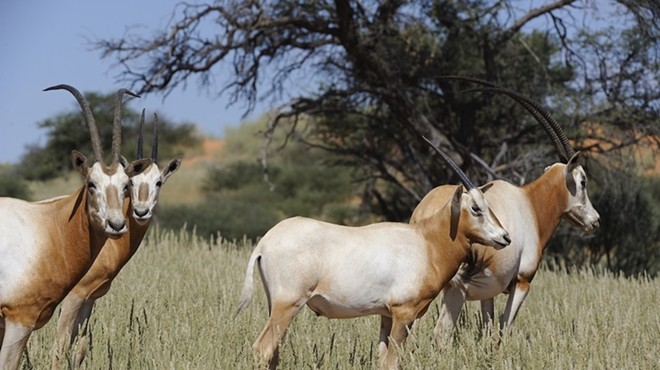 The scimitar-horned oryx is extinct in the wild, although a few thousand exist on private game reserves and zoos around the world.