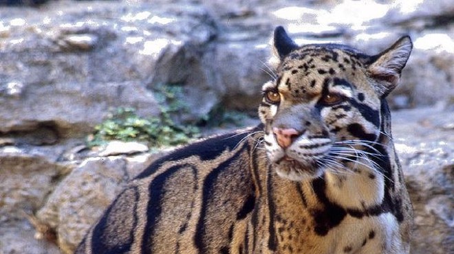 Clouded leopards have large canine teeth and can take down prey such as small deer and wild boar, according to the Smithsonian's National Zoo & Conservation Institute.