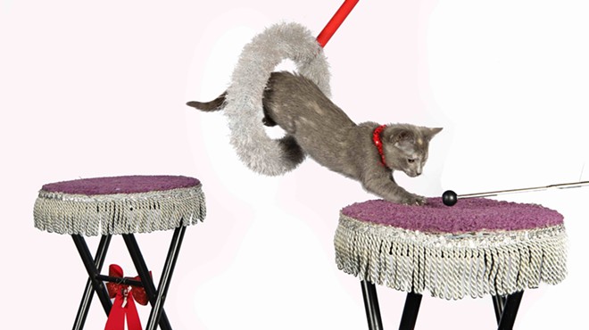 The Amazing Acro-Cats show promotes the importance of bonding and training of cats through positive reinforcement.