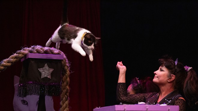 Chief Executive Human Samantha Martin trains the Acrocats using positive reinforcement clicker training.