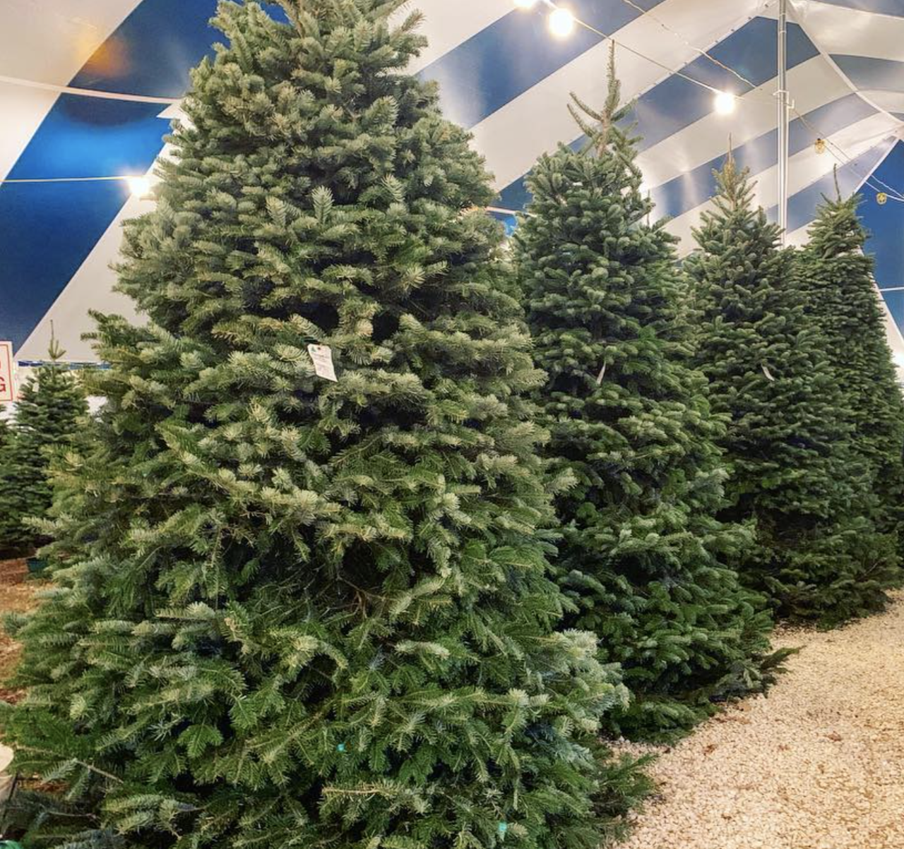 Holiday HillsChristmas Trees
Multiple locations, holidayhillschristmastrees.com/san-antonio
Holiday HIlls brings gorgeous Oregon-grown Christmas trees all the way down to SA for us to enjoy. Their selection includes Douglas, Noble, Grand, Nordmann and Fraser Fir trees, as well as the option to have trees delivered.
Photo via Instagram / papanoeltrees