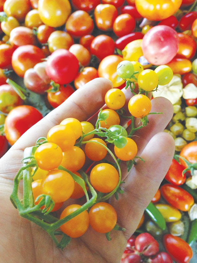 Tiny tomatoes from the Hot Wells garden - JUSTIN PARR