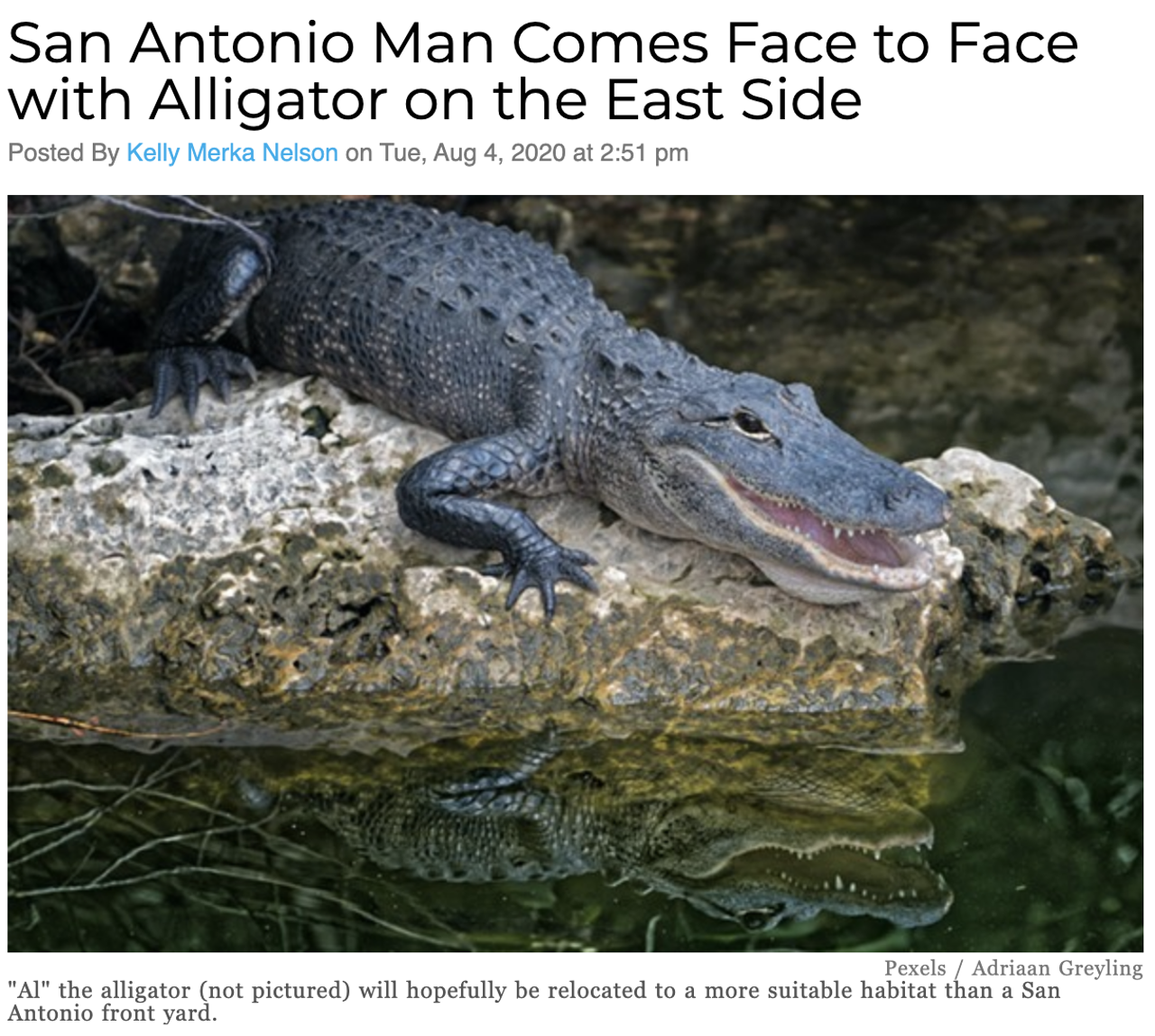 A man taking out the trash on the East Side got a toothy surprise. When performing what should have been a boring chore, the man encountered a five-foot long alligator taking a siesta in his front yard. Read more here.