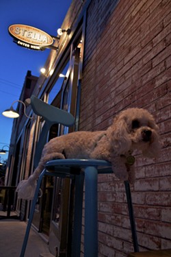 Top 10 Restaurants to Dine with Your Dog in San Antonio