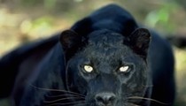 Tracking the Carrabelle Cat: Florida's black panther mystery
