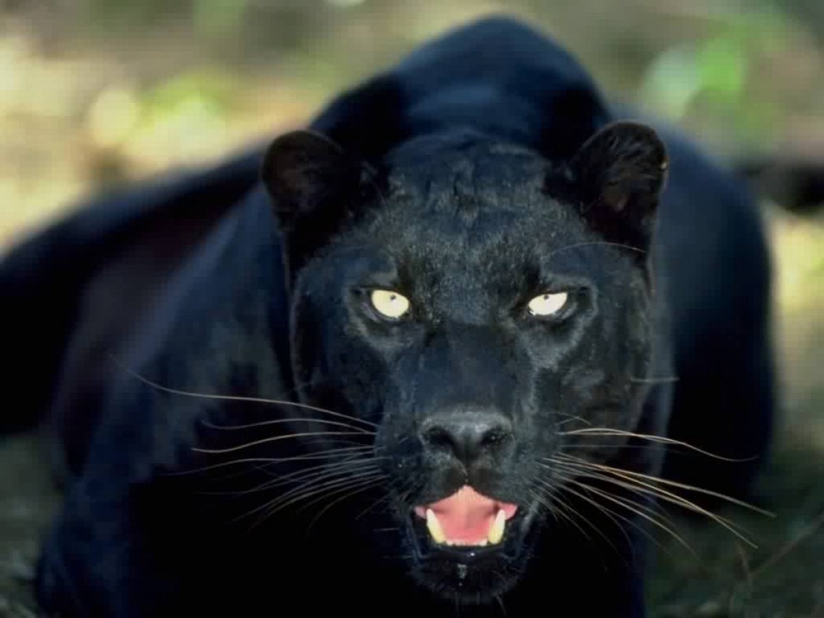 Tracking The Carrabelle Cat Floridas Black Panther Mystery San