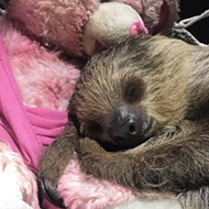 San Antonio Aquarium Welcomes Adorable Sloth, Here's How You Can Meet Her