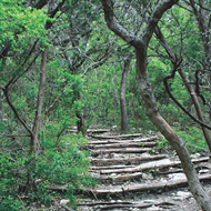 San Antonio's (Not So) Secret Gardens: The Best Places to Get Your Wilderness Fix
