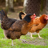 Follow the Chickens: San Antonio Coop Tour Launches Next Month