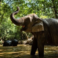KSAT, <I>The Hill</I> Fall for San Antonio Zoo's April Fools' Day Elephant Prank