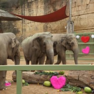 San Antonio Zoo's Asian Elephant Lucky Celebrated Her 60th Birthday in Style on Sunday
