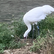 San Antonio Zoo Whooping Crane Laid a Very Special Easter Egg on Sunday