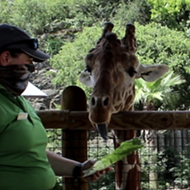 San Antonio Zoo Launches Two New Virtual Summer Camps