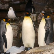 Penguin-cam and chill: SeaWorld San Antonio and KSAT introduce 24/7 penguin livestream