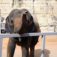 Animal Rights Group Sues San Antonio Zoo