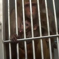 USDA Report: Infant Baboon Killed at Texas Biomedical Research Institute