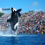 Coming Soon to SeaWorld: "Respectful" Orca Performances