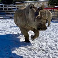 San Antonio Zoo shares adorable photos of animals enjoying the snow