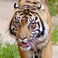 San Antonio Zoo debuts new tiger