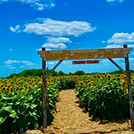Traders Village San Antonio debuts new, 10-acre sunflower field with maze and other activities