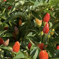 San Antonio Botanical Garden to heat things up Saturday with Pequeño Pepper Day event
