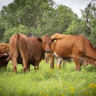 San Antonio startup Wholesome Meats will supply sustainable beef to Texas grocer H-E-B