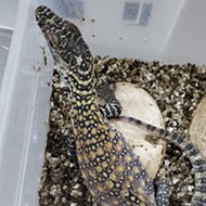 10 endangered Komodo dragons hatch at the San Antonio Zoo