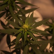 Cannabis compounds can prevent COVID-19 infection, study finds