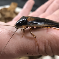 San Antonio Zoo's Cry Me a Cockroach fundraiser is back to help us process breakup bitterness
