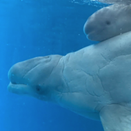 SeaWorld Has a New Baby Beluga Whale