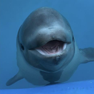 Baby Beluga Whale is Moving to SeaWorld San Antonio