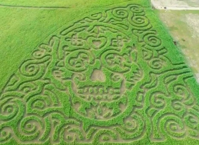 Circle N Maze's latest creation is cut into the image of a Dia de los Muertos sugar skull. - COURTESY PHOTO