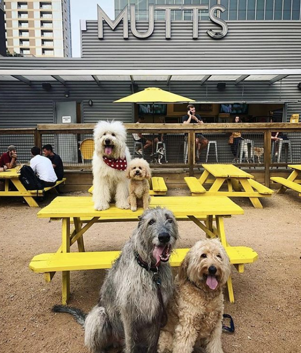Dog Park Bars and Restaurants On The Rise in Texas, But Not Yet In San Antonio (2)