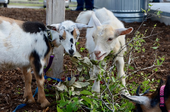 Goats will also be on site to help maintain the urban farm. - Lea Thompson
