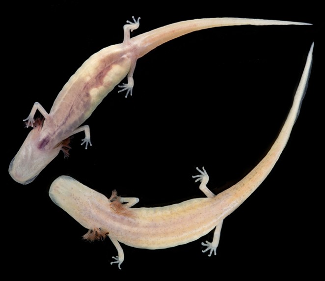 Georgia Blind Salamander Bred in Captivity for the First Time at the San Antonio Zoo