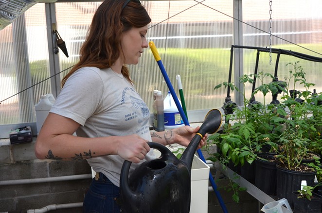 Eco Centro's Cecile Parrish waters plants in a campus greenhouse. - LEA THOMPSON