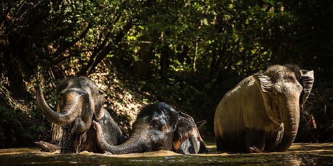 Elephants at the Kulen Forest Sanctuary - COURTESY OF SAN ANTONIO ZOO