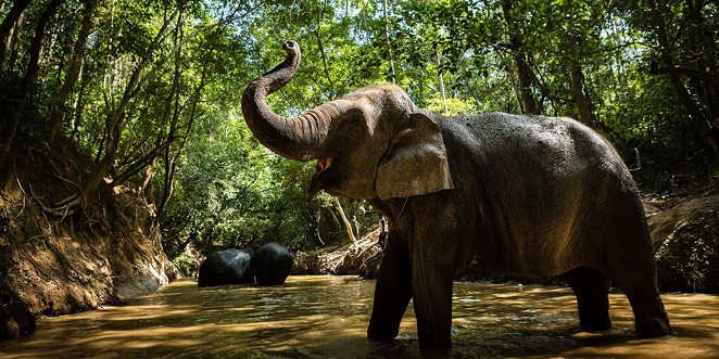 An elephant at the Kulen Forest Sanctuary - COURTESY OF SAN ANTONIO ZOO