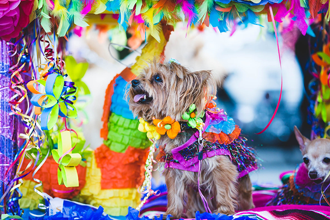 Fiesta traditions like El Rey Fido continue via livestream technology. - Facebook / San Antonio Humane Society