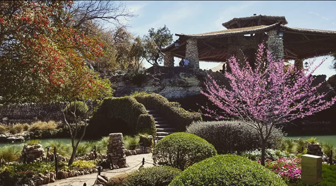 Many of San Antonio's public parks, such as the Japanese Tea Gardens, are clustered downtown, limiting access to residents. - Instagram / amity_ridge