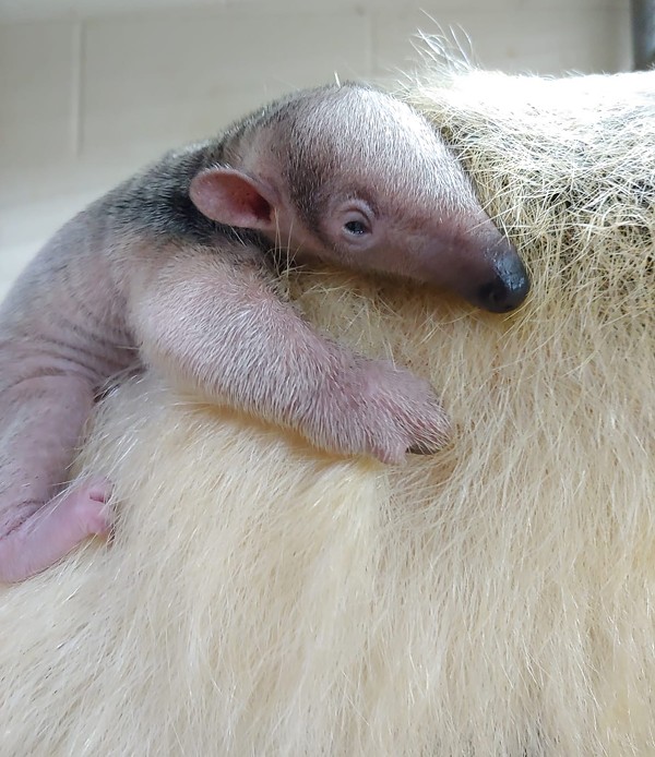The zoo's new baby tamandua hangs out on mom's back. - COURTESY OF SAN ANTONIO ZOO