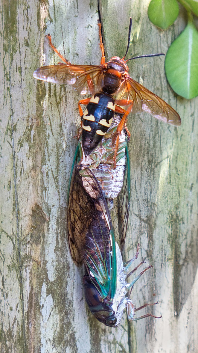 A cicada killer wasp carries two cicadas up a fencepost. - WIKIMEDIA COMMONS / LARCOLT