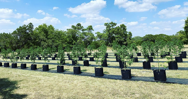 Texas’ First Legal Cannabis Hemp Farm is Just Up the Road From San Antonio Near Boerne
