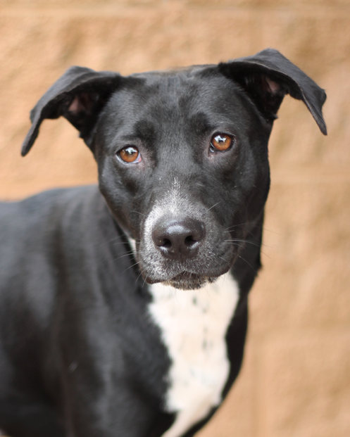 Meet Francis, one of many pets available for adoption from the Animal Defense League - ANIMAL DEFENSE LEAGUE OF TEXAS