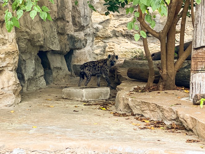 San Antonio Zoo now home to two new hyenas (2)