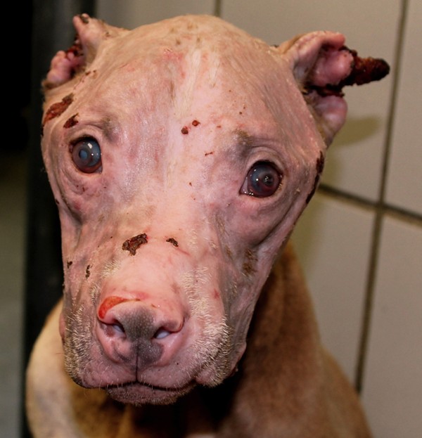 ACS is investigating who doused Rosie, a pit bull, with hydrochloric acid, disfiguring her face. - ANIMAL CARE SERVICES