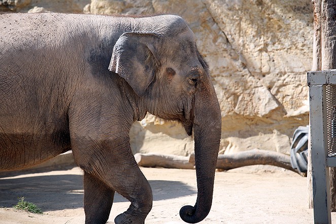 The zoo’s lone elephant, Lucky, is too old and ailing to be moved, Morrow said. - One World Conservation